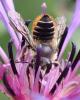 Megachile centuncularis